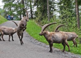 008 - der steinbocktanz